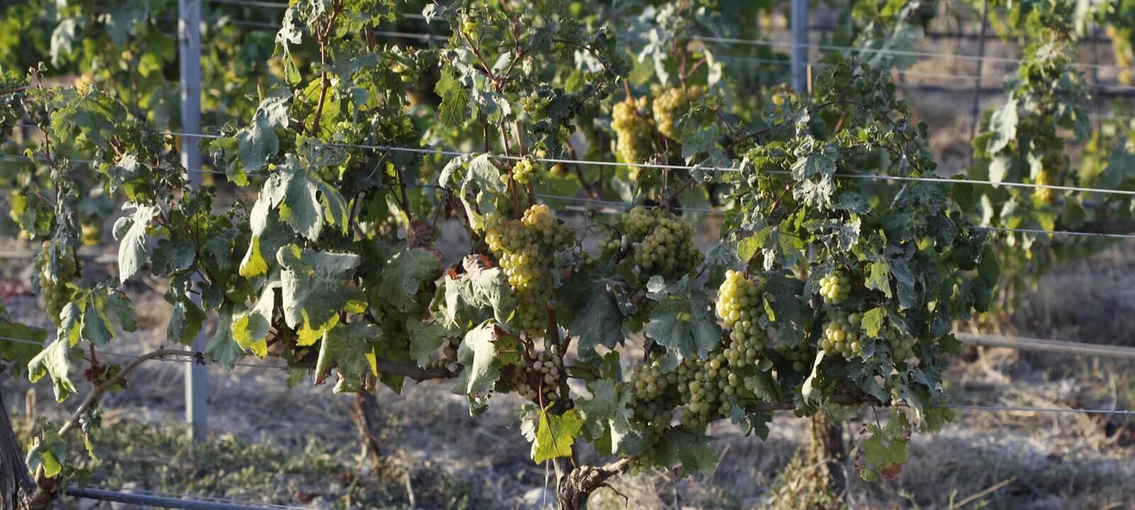 enologia-viticultura-mallorca