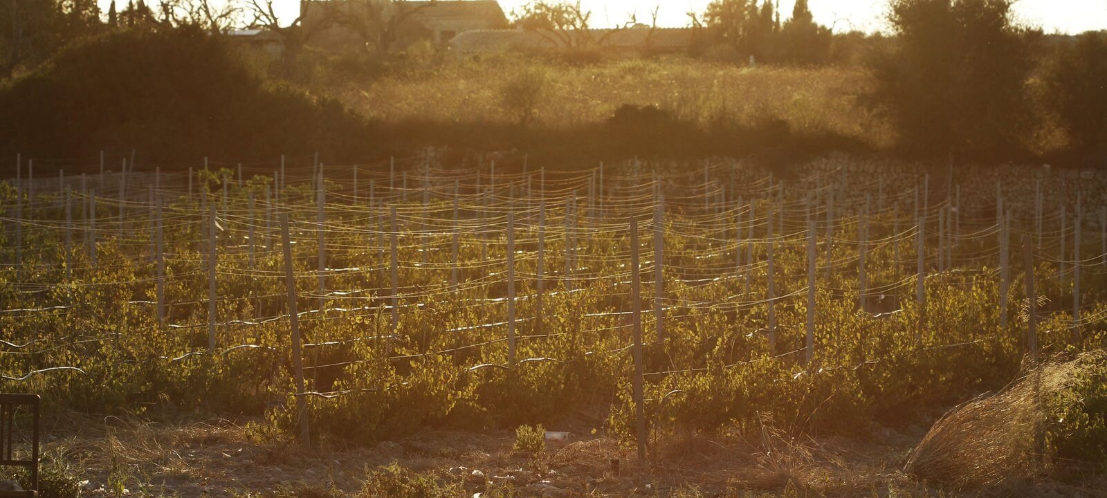 vino-enologia-mallorca